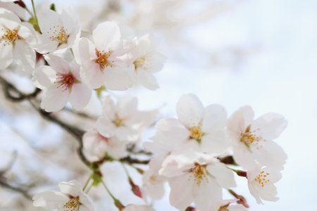 Cherry blossoms in full bloom in springの写真素材