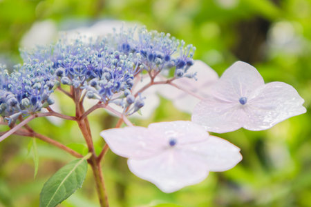 Seasonal Beauty: Hydrangea in Full Bloomの写真素材