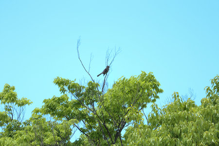 Chickadees singing in a tree and blue skyの写真素材