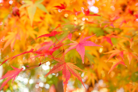 Vivid colorful foliage on a sunny day