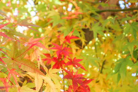 Maple Leaves in Soft Autumn Sunlight