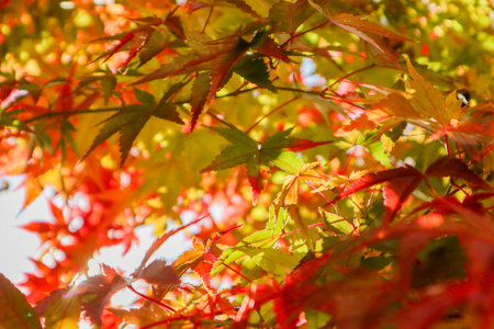 Maple Leaves in Soft Autumn Sunlight