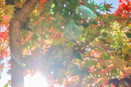 Maple Leaves in Soft Autumn Sunlight