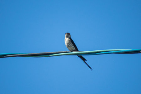 Swallows perching on power linesの写真素材
