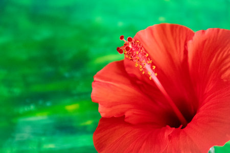 Green background with hibiscus