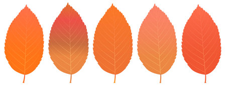 Autumn leaves Maple leaves Autumn Iconのイラスト素材