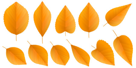 Autumn Leaf Autumn Orange Iconのイラスト素材