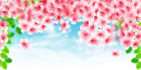 cherry blossom spring watercolor backgroundのイラスト素材