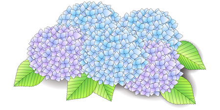 Hydrangea Rainy season Flower Iconの写真素材