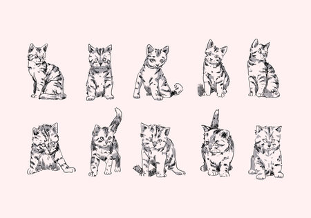 Sketch drawing cats line art outline hand drawn set vector illustration. Isolated on white background.のイラスト素材