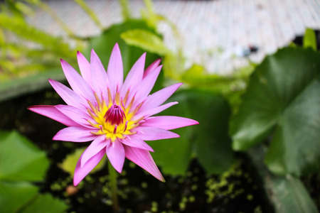 Single luscious lilies bloomの写真素材