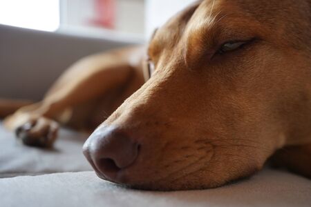 brown short-haired dog with green eyes resting on a white sofa waiting to go for a walkの写真素材