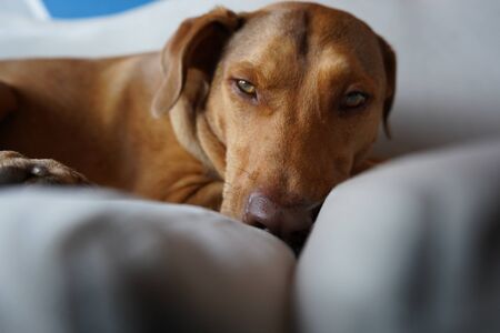 brown short-haired dog with green eyes, resting on a white sofa waiting to go for a walk