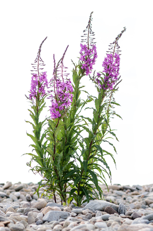 flowers of Willow-herb Ivan-tea on isolated backgroundの写真素材