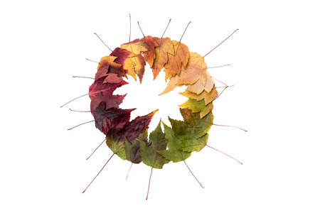 frame composed of colorful autumn leaves over whiteの写真素材