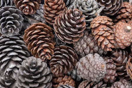 natural holiday colorful background with pinecones grouped togetherの写真素材