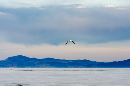 Blue sky, lake with mountain and flaying seagull, lake Baikal, Russiaの写真素材