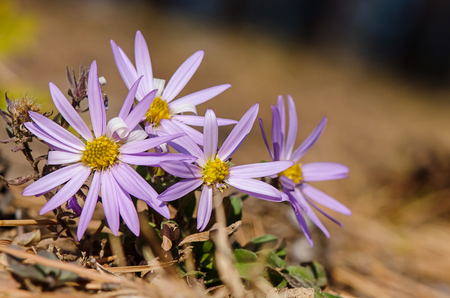Beautiful blue flowers in the garden. Chamomile blue.の写真素材