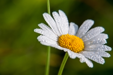 Chamomile or camomile flower with drops of water on the white petals after rain on the green background. Macro.の写真素材