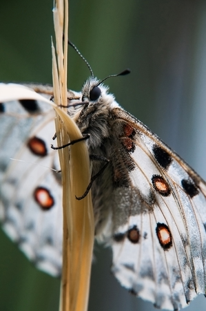 The butterfly Apollo on a grass. Macro snapshot.の写真素材