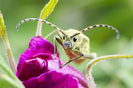 green Insect weevil sitting on red flower macroの写真素材