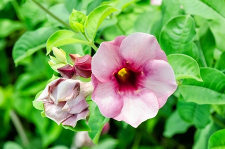 Floral background. Tropical flower Pink Adenium.の写真素材