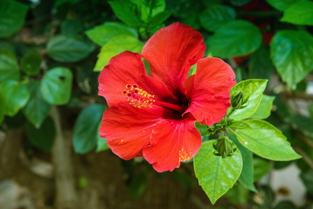 Hibiscus flower in the garden with water drops . Detail of the stamen and pistilの写真素材