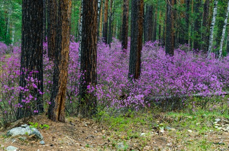 Ledum. The fabulous beauty of our spring forests and hills. The first spring flowers on the forest edge.の写真素材