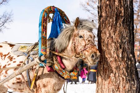 Horse stays in a yoke the bridle and the arc near the treeの写真素材