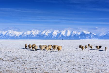 A herd of sheep and goats grazing against the mountains in winterの写真素材