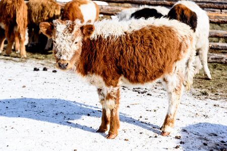 Mongolian white brown calf stays in small barnの写真素材