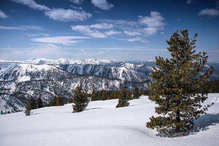 Trees covered with hoarfrost and snow in mountainsの写真素材