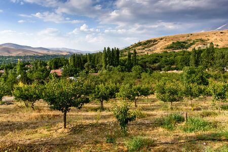 Apple trees near mountain background and cloudy skyの写真素材