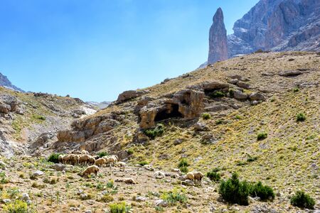 Mountain landscape with sheep in the Turkish national Park aladag in summer dayの写真素材