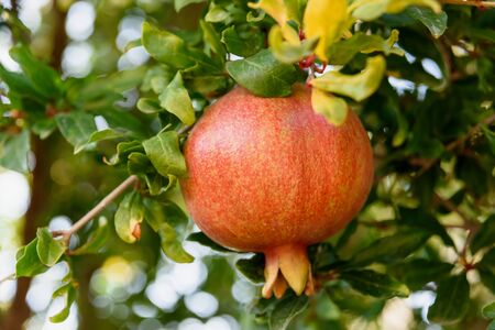 Ripe pomegranate on the branch. The foliage on the background.