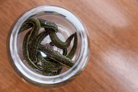 Medical leeches therapy. Hirudo medicinalis in a container with water.の写真素材