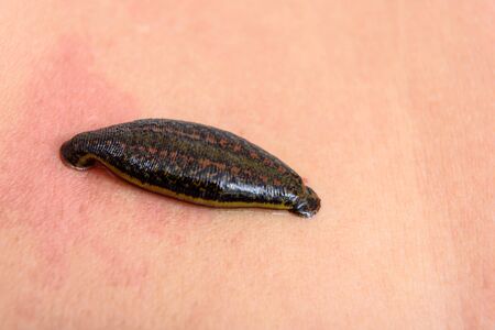 Tropical land leech sucking some blood from the skin.の写真素材