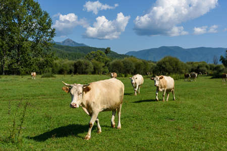 Cows grazing on a green sunny summer meadow
