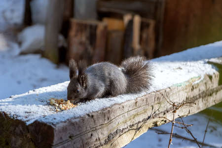 Gray squirrel eating breadcrumbs on wooden log in winterの写真素材