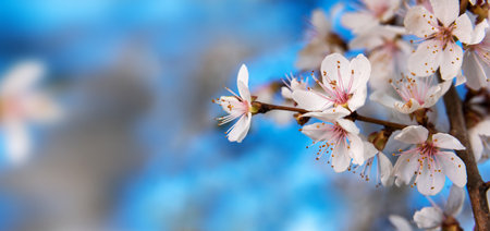 Brunch of apple tree flowers on the bright blue sky background
