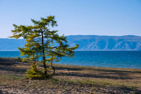 Landscape with green tree near lake Baikal at Olkhon island in September, Siberia, Russia