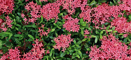 Pink ixora chinensis flowers can be used as backgroundの写真素材