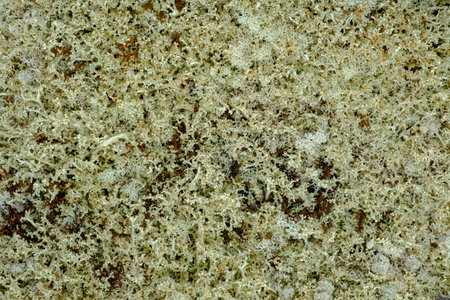 Reindeer moss is a lichen that reindeer feed on, which is why it is also called reindeer moss