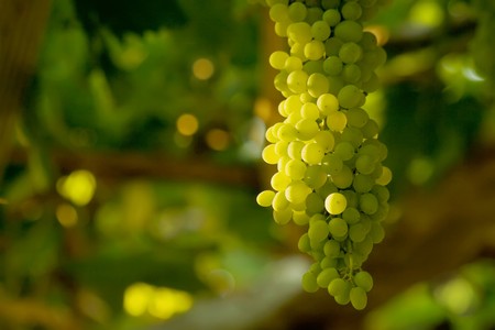 A bunch of ripening white grapes on grapevine in a vineyard. From Canakkale, Turkey.の写真素材