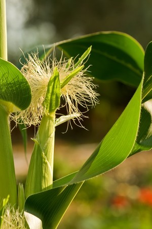 Female corn, with young silk.