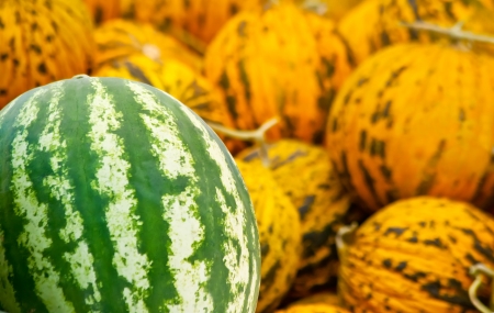 Organic Watermelon and Casaba Melon Heap At a Turkish street market.の写真素材