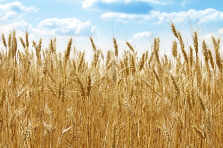 Wheat fieldの写真素材