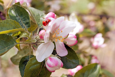 ladybugs on a flower apple trees on a sunny dayの写真素材