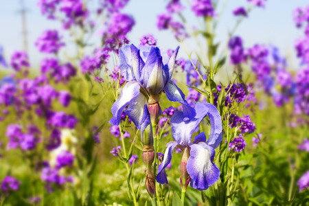 graceful blue iris flowers on a background of wildflowersの写真素材