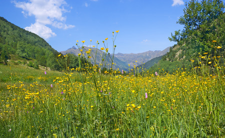 blooming in alpine meadows in summer sunny day